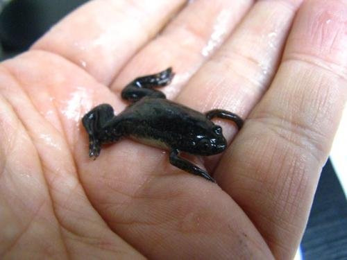 Amazon | アフリカツメガエル 10匹セット ※死着補償有り(地域限定